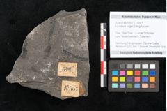 Foto (Objekt + Etikett) von Equisetum ungeri Ettingshausen (NHMW-GEO-2024-0188-10557)
